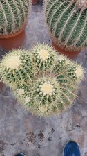 ECHINOCACTUS GRUSONII grande - FOTO REALI