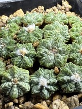 1pcs aztekium ritteri - 1pcs,