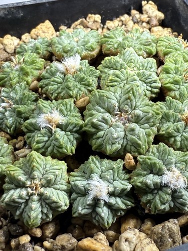 1pcs aztekium ritteri - 1pcs,