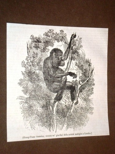 Rarissima incisione del 1836