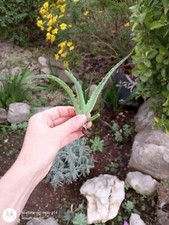 Aloe Arborescens Fiori Rossi Piantina A Radice Nuda