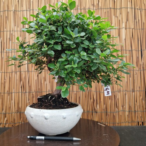 Bonsai azalea fiore rosso h - bonsai,