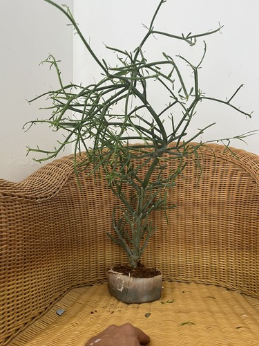 Euphorbia tirucalli albero - euphorbia,