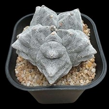 Astrophytum Myriostigma Onzuka