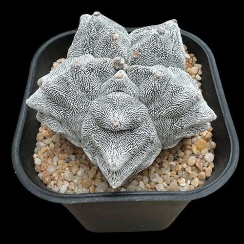 Astrophytum myriostigma onzuka - astrophytum,