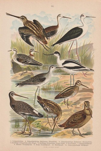 Wasserläufer säbelschnäbler - wasserläufer,