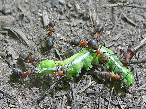 Photo 6x4 wood ants - 6x4,
