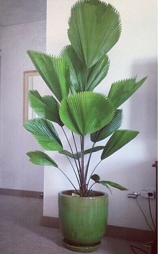 Semillas palmera abanico - semillas,