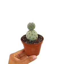 Tephrocactus geometricus TWO BALL C328 - Fico d'india geometrico | Geometris