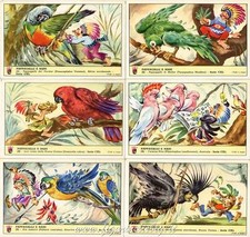 Figurine Lavazza serie n°140 Pappagalli e Nani ANNO 1958 Chromo