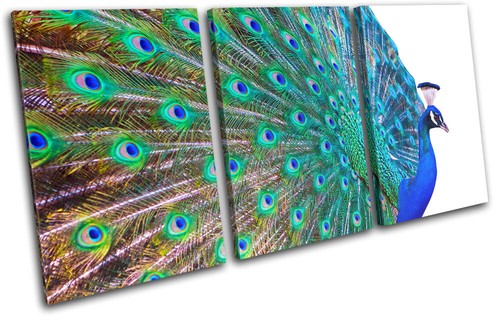 Peacocks feathers quill wild - feathers,