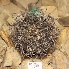 Pianta rara 5,6 cm cactus