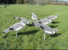 Flocked pigeon hunting great - hunting,