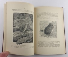 BIRD LIFE ARCTIC NORWAY