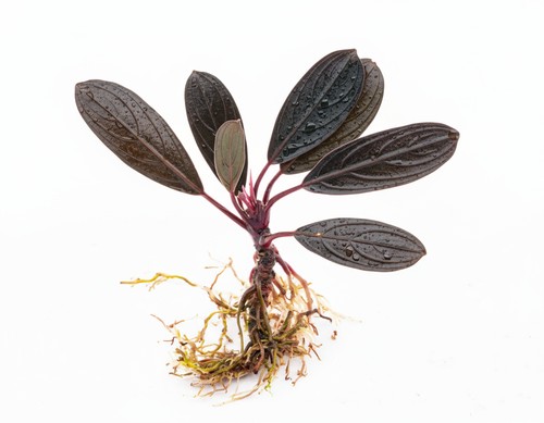 Natureholic bucephalandra - natureholic,