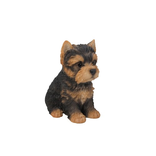 Yorkshire terrier puppy - terrier,