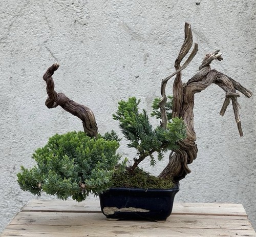 Bonsai ginepro - bonsai,