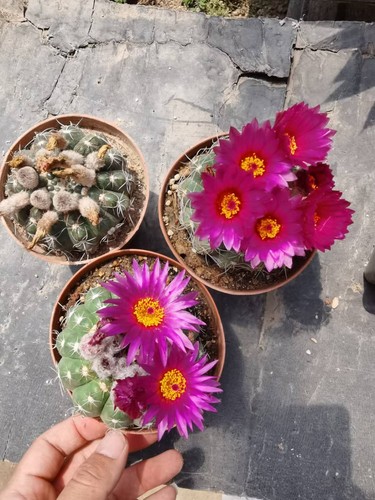 2pcs notocactus uebelmannianus - notocactus,