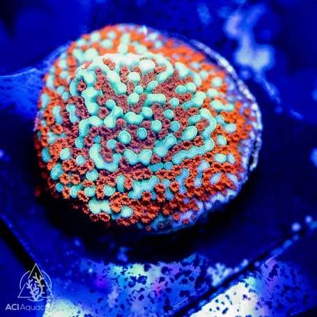 Aci corallo aquaman - aci,