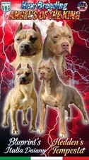 Cuccioli Di Pitbull Ukc