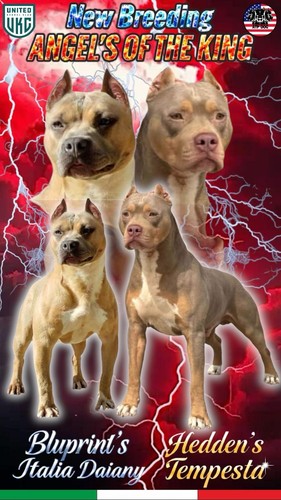 Cuccioli pitbull ukc - di,
