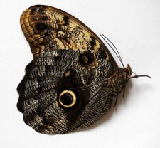 ATLANTE CALIGO PROMETEO -