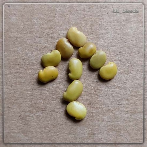 Bolusanthus speciosus - 10, x