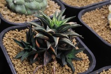Haworthia 'zouge no tou'