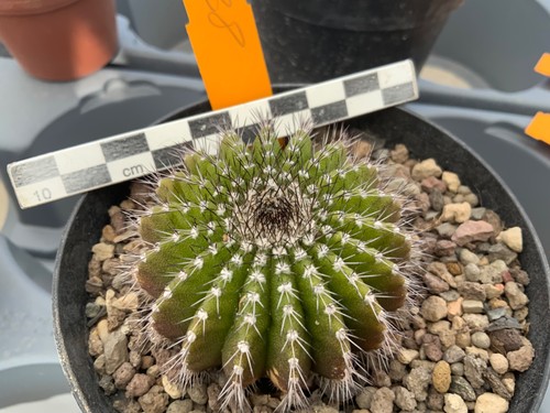 438 uebelmannia pectinifera - uebelmannia,