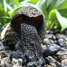 2 WHITE SPOTTED GIANT SULAWESI