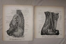 2 Stampe Anatomiche Vintage