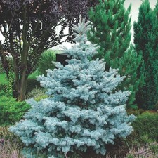 Abete Blu Argentato "Picea
