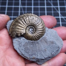49 mm Amalteo stokesi Ammonite