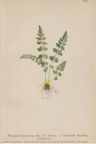 Nordische woodsie woodsia - woodsie, (woodsia