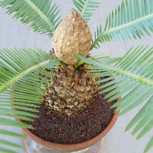 Dioon edule rio verde - edule, "rio