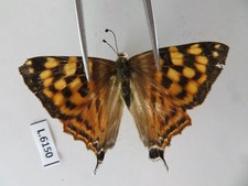 L6150. Unmounted insects