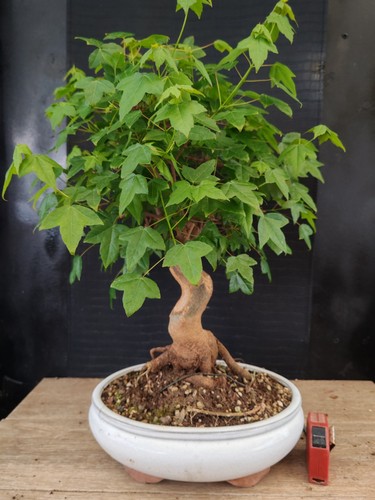 Bonsai acero buergerianum - di,