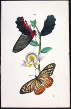 1854, WESTWOOD'S ARCANA ENTOMOLOGICA PAPILO RETENORE DA ASSAM VP4 dipinto a mano