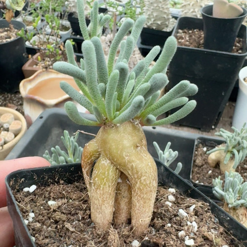 Pianta cactus succulenta - pianta,