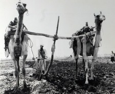 Foto vintage Egitto, Aratro