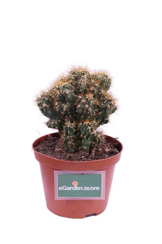 Pianta cereus peruvianus - pianta, di