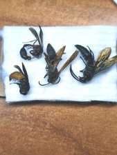 Ichneumonidae, Hymenoptera, Vespidae, 4 pezzi non montati Togo