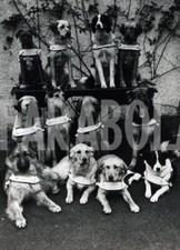 Foto Vintage Animali Regno Unito Addestramento cani salvataggio stampa 21x15 cm
