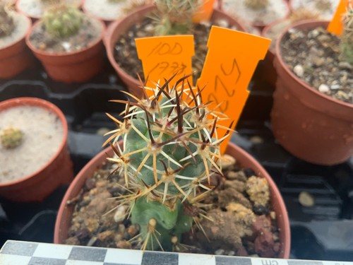 522 sclerocactus cleverae idd - sclerocactus,