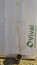 PIANTA DI PRUNUS SPINOSA IN VASO 18 CM (foto reale) PRUGNOLO SELVATICO