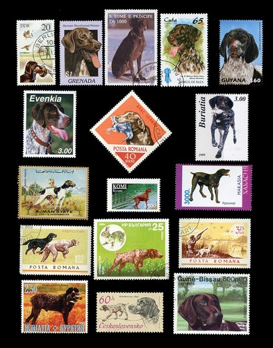 German shorthaired pointer - german,