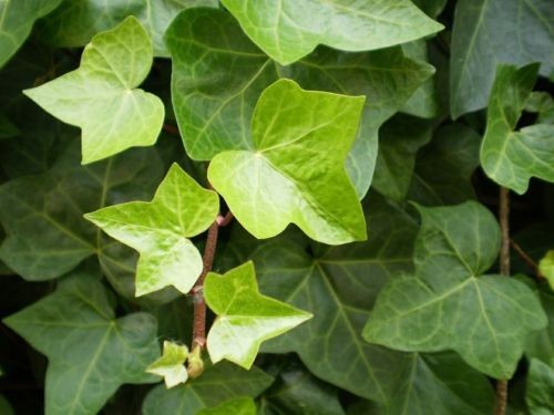 Edera comune hedera helix - "hedera, helix"