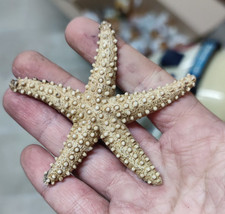 lotto 2 stelle marine Stella