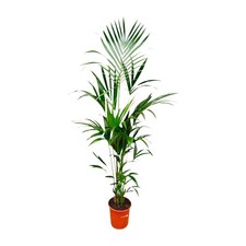 Palma kentia pianta - palma,