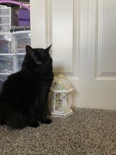 Gazebo bianco amidato